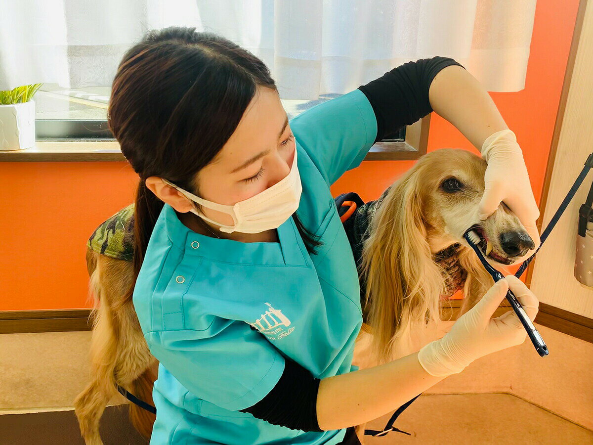 �ں���2000��OFF�����ݥ󡪡�Ź��ݥ���Ⱥ���52�ܡ��ޥ饽����ꡪ��OraBio ������Х����֥饷 �顼�� �ͥ��ӡ� �� ���֥饷 �ǥ󥿥륱�� ���᤭ �Ϥߤ��� �ϥߥ��� ̵ź�� �� ���� ���� �����к� �淿�� �緿��