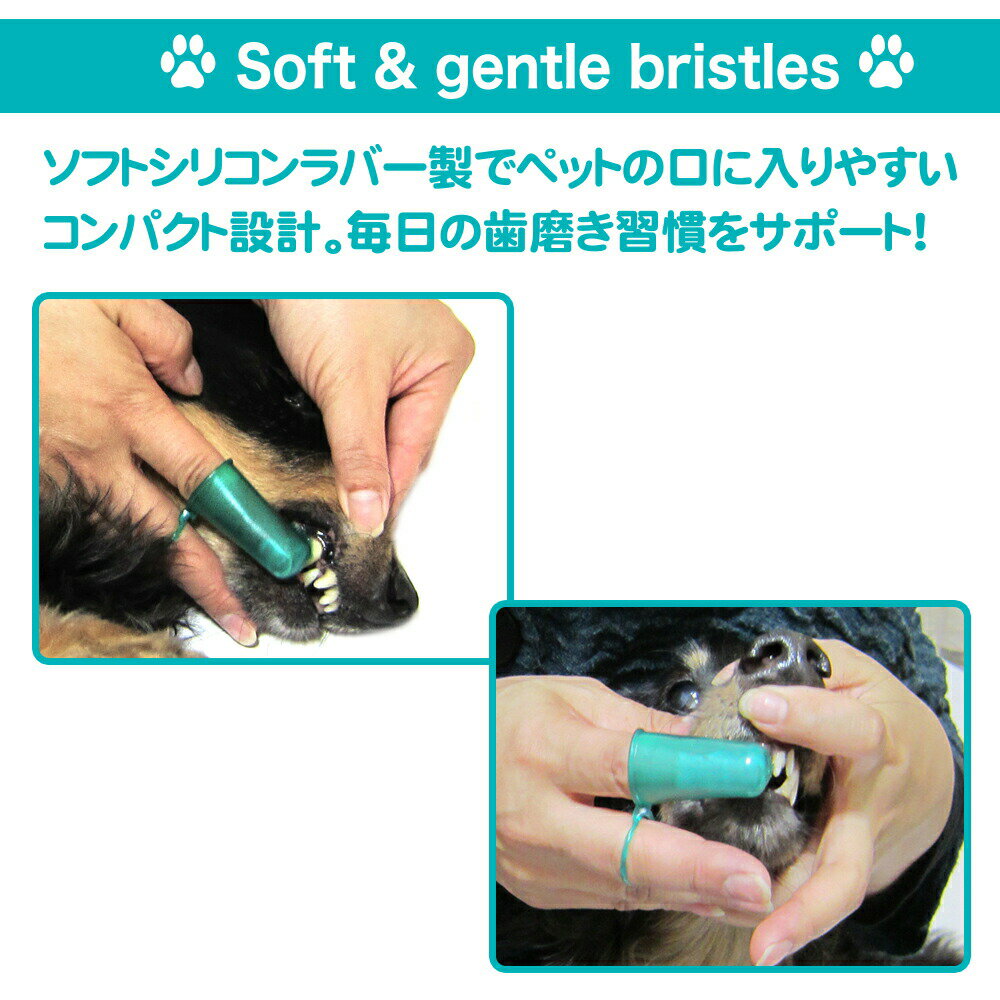 �ں���2000��OFF�����ݥ󡪡�Ź��ݥ���Ⱥ���52�ܡ��ޥ饽����ꡪ�ۥե��󥿥������� ���ޡ��ȥǥ󥿥֥饷 �ڥå� ���֥饷 ���᤭ �Ϥߤ���