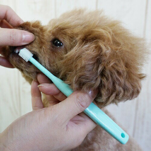 【店内ポイント最大44倍！本日限定！】シグワン 子犬用歯ブラシ 犬用品/猫用品/ペットグッズ/ペット ...