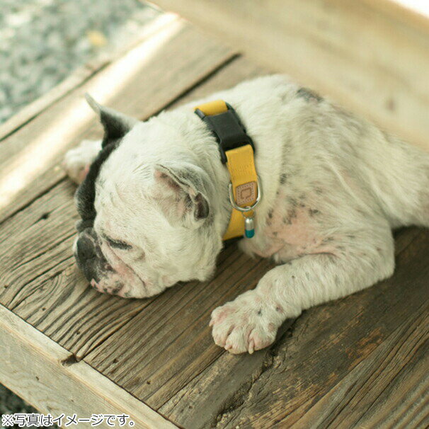 ��Ź��ݥ���Ⱥ���39�ܡ��������ꡪ��QUCHITAP�ʥ������ס� ���ץ��뷿ID���ץ��� ���꡼���»һ�