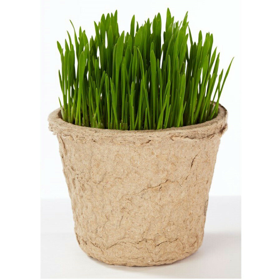 �ں���2000��OFF�����ݥ󡪡�Ź��ݥ���Ⱥ���52�ܡ��ޥ饽����ꡪ�ۥ����९�ꥨ���� GREEN Labo Dog �� Cat grassSet ����ǭ���������� ���ݥ��å�