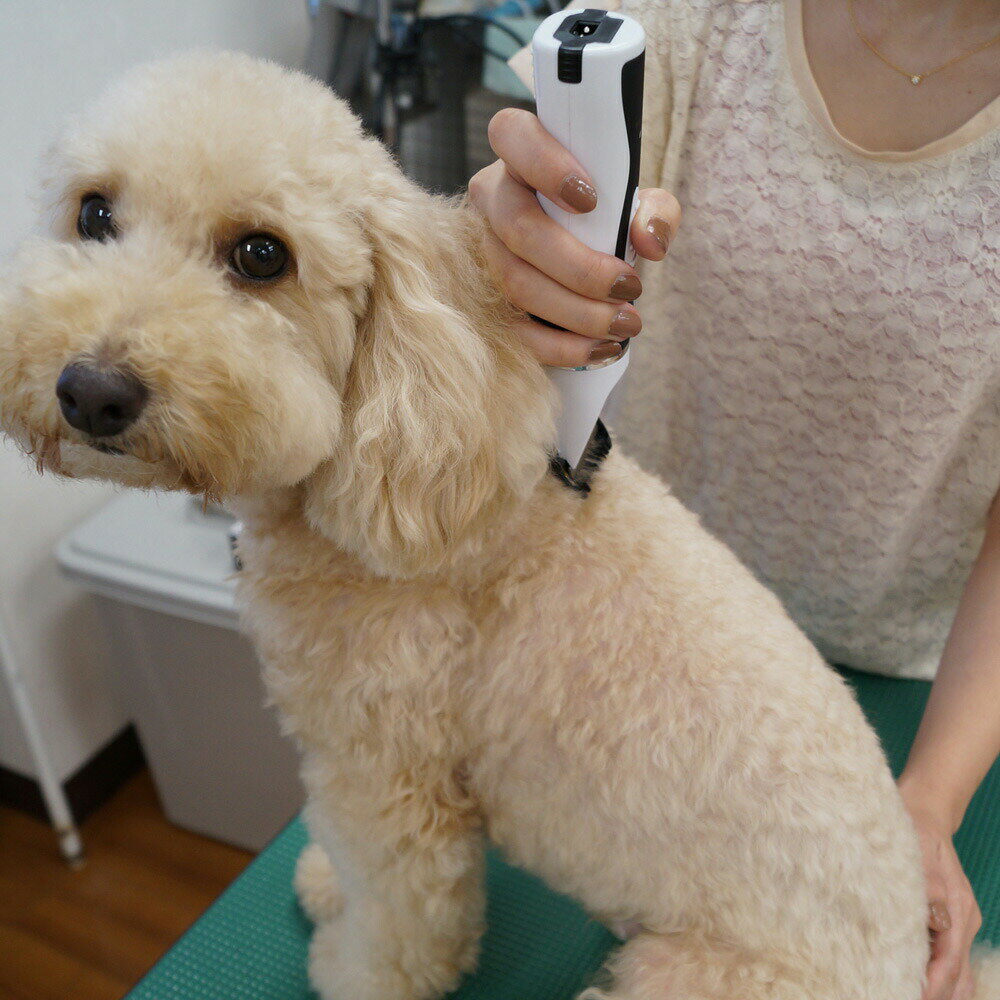 �ں���2000��OFF�����ݥ󡪡�Ź��ݥ���Ⱥ���52�ܡ��ޥ饽����ꡪ�ۥɥ����ޥ� DoggyMan �ۡ���С��С� �������ѡ��ȥ������� �Хꥫ�� �ȥ�ߥ� �ڥå��� �� ǭ������̵����