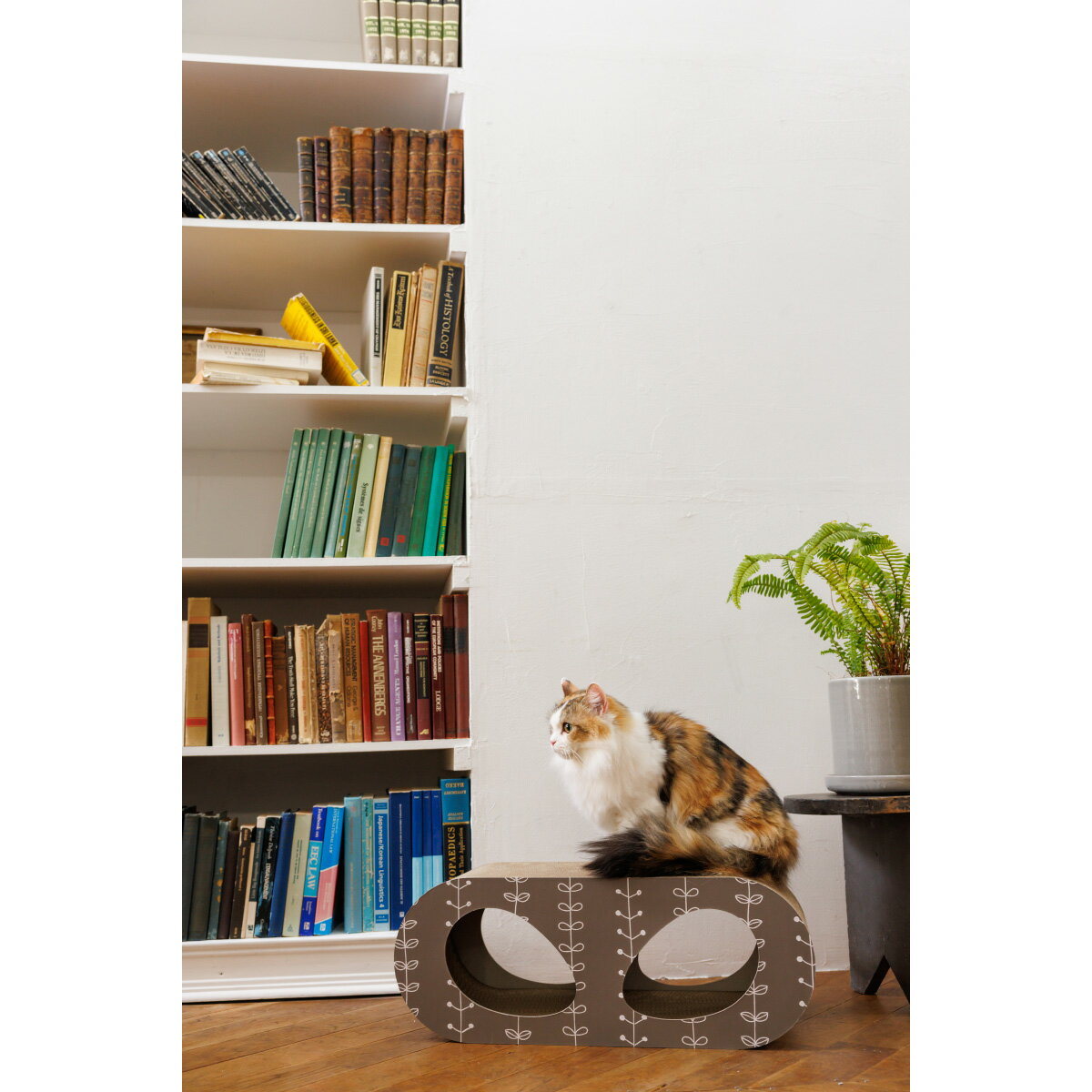 �ں���2000��OFF�����ݥ󡪡�Ź��ݥ���Ⱥ���52�ܡ��ޥ饽����ꡪ�ۥե��åɥץ饹 FAD�� ����åȥ�����å��㡼 �ϥ�å� ���������̵����