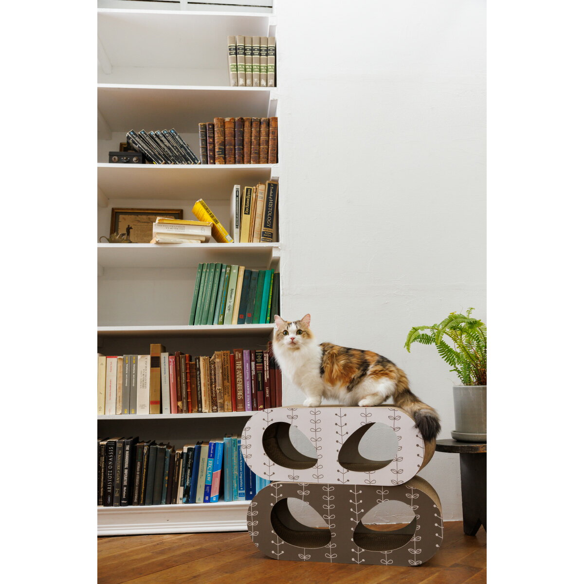 �ں���2000��OFF�����ݥ󡪡�Ź��ݥ���Ⱥ���52�ܡ��ޥ饽����ꡪ�ۥե��åɥץ饹 FAD�� ����åȥ�����å��㡼 �ϥ�å� ����������̵����