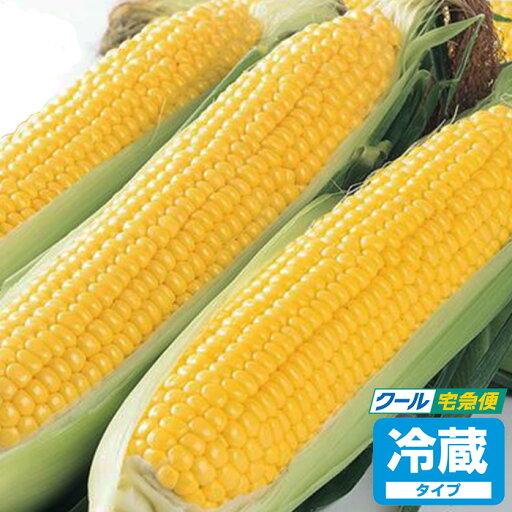 【深谷産】とうもろこしギフト ゴールドラッシュ 20本入り【産地直送 6月中旬〜6月下旬】【クール宅急便 期日指定不可 送料込】【同梱不可】 【深谷産】とうもろこしギフト ゴールドラッシュ 20本入り【産地直送 6月中旬〜6月下旬】【クール宅急便 期日指定不可 送料込】【同梱不可】