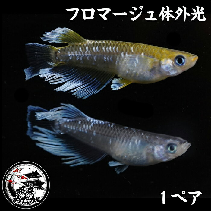 【1ペア】フロマージュ体外光 　夢中めだか様直系　メダカ　めだか　ロングフィン　淡水魚
