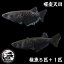 【5匹+補償1匹】曜変天目 垂水様直系 メダカ めだか ロングフィン 淡水魚 4,000円