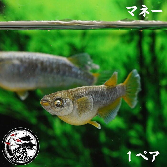 【1ペア】成魚　マネー　ロングフィン　金　銀　銅　淡水魚　メダカ　夢中めだか様血統　アースアイ