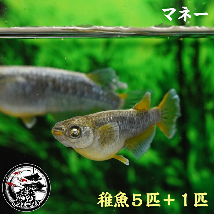 【5匹＋補償1匹】稚魚　マネー　ロングフィン　金　銀　銅　淡水魚　メダカ　夢中めだか様血統　アース..