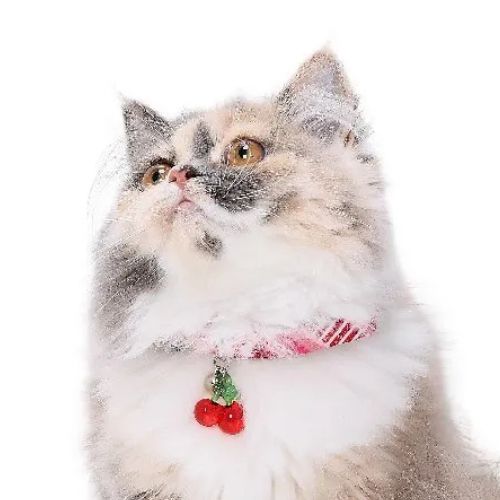 【メール便】CAT Amo.k アモワークス キャット さくらんぼレース カラー ピンク S M サイズ 猫用 首輪 セーフティーバックル 810142