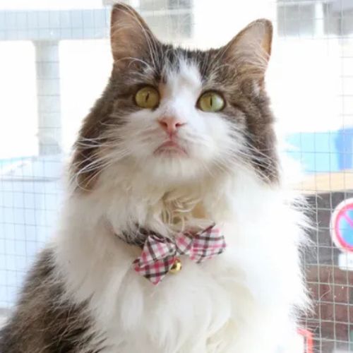 【メール便】CAT Amo.k アモワークス キャット 　ピンチェック カラー ピンク レッド グリーン S M サイズ 猫用 首輪 セーフティーバックル 810023