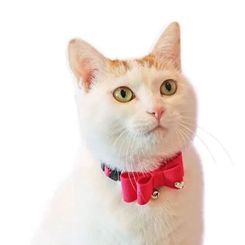 【メール便】CAT Amo.k アモワークス キャット　マリー カラー ピンク レッド ブルー S M サイズ 猫用 首輪 セーフティーバックル 810030