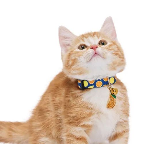 【メール便】CAT Amo.k アモワークス キャット　オレンジ S M サイズ 猫用 首輪 セーフティーバックル 810118