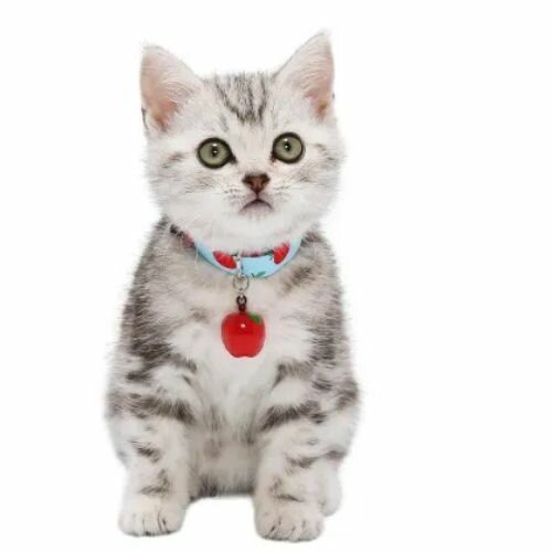 楽天市場】りんご（首輪・ハーネス｜猫用品）：ペット・ペット