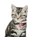 【メール便】CAT Amo.k アモワークス キャット 麻の葉 カラー ピンク ブルー S M サイズ 猫用首輪 セーフティバックル 810129