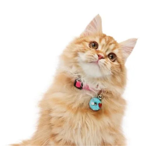 【メール便】CAT Amo.k アモワークス キャット　 ドーナツ カラー ピンク ブルー グリーン S M サイズ 猫用首輪 セーフティバックル 810135