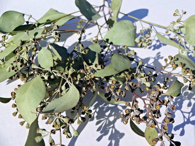 21年新作入荷 ドライフラワー花材 ユーカリ カップベリー