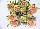 ドライフラワー花材　SPバラ・グロリアスイルゼ