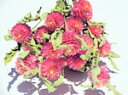 ドライフラワー花材 千日紅・シスター(5年度産)
