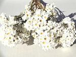 ドライフラワー花材 オーストラリアンデージー