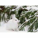 【シエラ・クラブ】動物のクリスマスカード 雪の中の白うさぎ