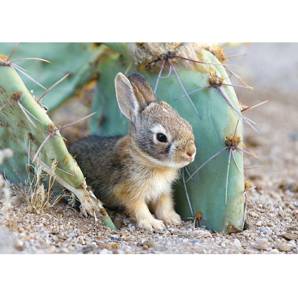 【シエラ・クラブ】動物のクリスマスカード　サボテンの間のコットンテイルうさぎ