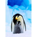 【シエラ・クラブ】動物のクリスマスカード コウテイペンギンの親子