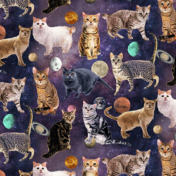 猫柄生地　nora.　デイドリームキャット　（50cm単位）