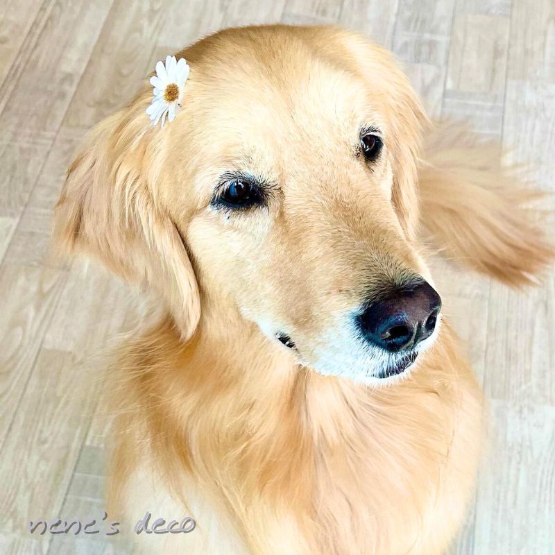 犬 リボン 花【ブンブン取れないドライデイジー...の紹介画像3
