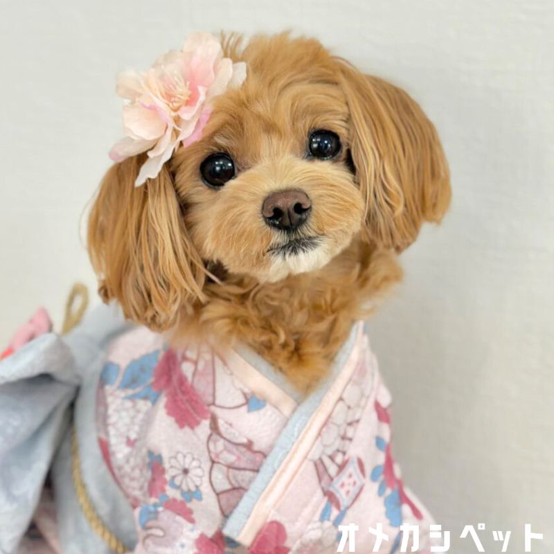 犬 着物 花 全犬種 子供 桜 お花見 袴 アクセサリー 【ブンブン取れない まつり山...