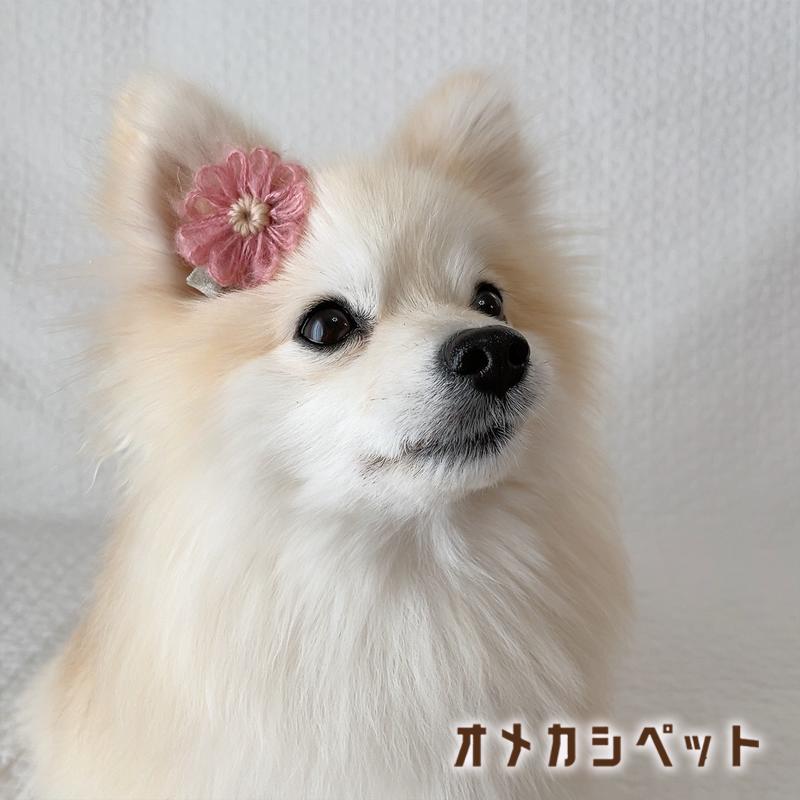 犬 ヘアピン イヌ 耳飾り ミニクリップ 帽子 ドッグ 髪飾り ヘアクリップ 犬服 アクセサリー 【ふわふわ毛糸フラワーのベビーヘアクリップ】 ドッグアクセサリー 全犬種 チワワ ドッグウェア 猫 ペット用 わんちゃん 犬グッズ ねこ ハーネス飾り わんこグラフィー わんフォト やわらかい雰囲気のお花の毛糸クリップ。しっかり止まるすべらないクリップパット付き。ミニクリップ仕様のため毛の長いペットちゃん向けです。色違いで多頭飼いわんこにもおすすめ ピンの長さ：4cm全長：約5cmあたたかいイメージを出せる毛糸のお花モチーフのクリップです。毛糸の質感で、季節感あるスタイルに。クリップ仕様なので、クリップを挟むことが可能な長さの毛の長さが必要です。【関連カテゴリー】ペットサロン トリミング トリマー ペットアクセサリー ドッグアクセサリー ドッグチョーカー わんこ撮影会 猫 ねこ ペットクリップ ペットアクセサリー ペット花冠 ペット用はなかんむり おうちフォト ペットフォト フォトスタジオ フォトグラファー ペットショップ トリミングサロン 2