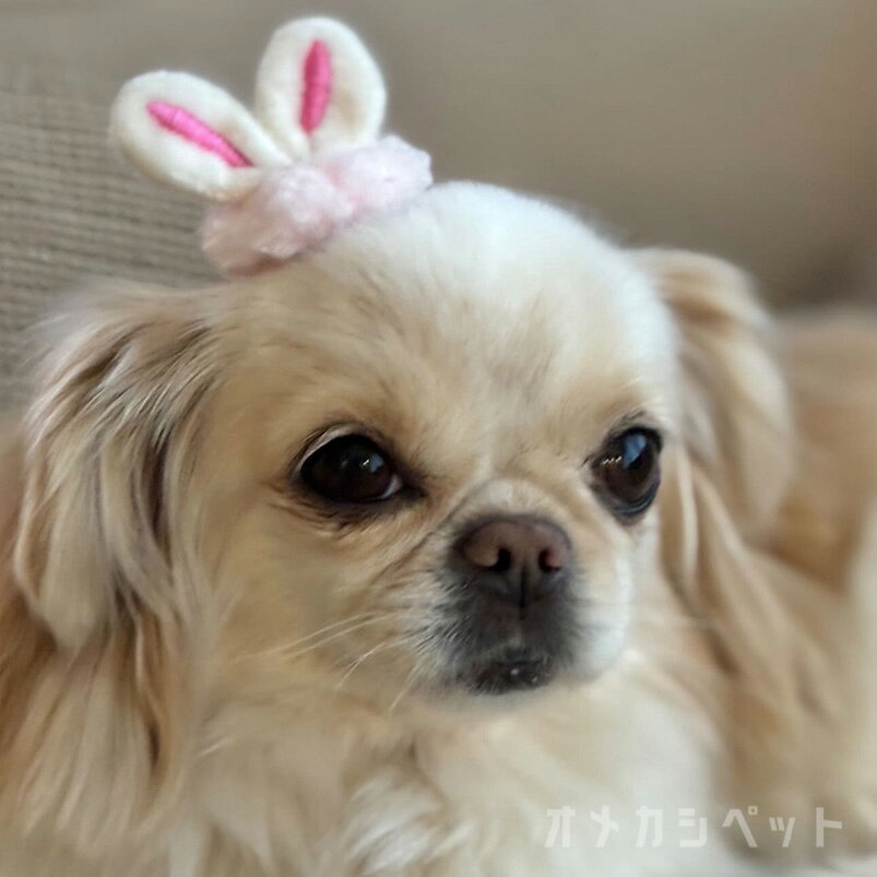 犬 りぼん 耳 飾り ヘアピン ねこ 犬服 ぱっちん 全犬種 うちの子 可愛い 頭飾り c...