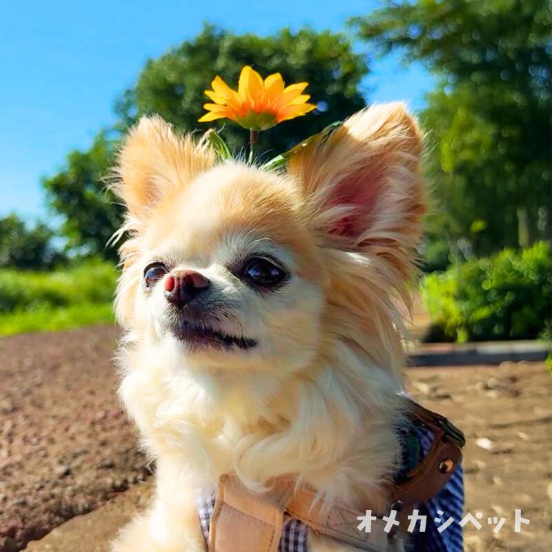 犬 ひまわり ヘアピン 花 犬服 飾り ぱっちん アクセサリー 向日葵 パッチン留め 全犬種 葉っぱ ピクミン 【ブンブン取れない 立つヒマワリのコームピン】 マルチーズ パピー トリミング お出かけ トイプー ペット用 わんちゃん 帽子 お散歩 小型犬 うちの子 頭飾りの商品画像 2