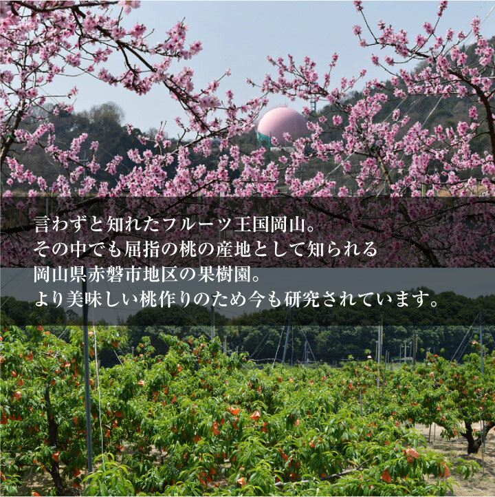 今井農園『冬桃がたり』