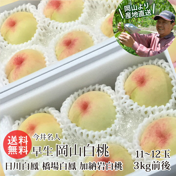 今井名人 早生 岡山白桃 11〜12玉 3kg前後(日川白鳳 橋場白鳳 加納岩白桃) お中元 白桃 岡山 産地直送