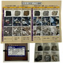 実験くん No.207 鉱石標本 火成岩6種 ( 研磨 ) 玄武岩 安山岩 流紋岩 斑レイ岩 閃緑岩 花崗岩 STEM教育 理科・地学