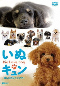 シンフォレストDVD いぬキュン 癒しのわんこシアター We Love Dog / BGV