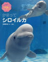 かまってシロイルカ[本/雑誌] (しってる?水族館のにんきもの) / 松橋利光/文写真