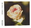 Τ (feat.Hiroko Sebu)[CD] [CD+DVD] / 