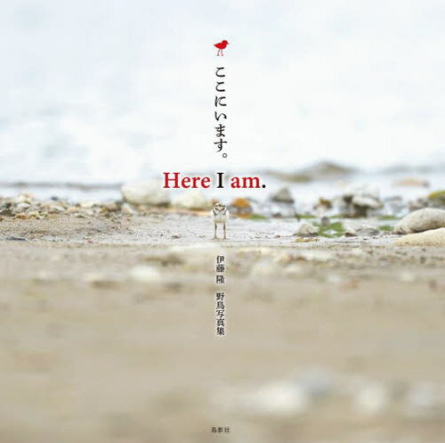 ここにいます。 伊藤隆野鳥写真集[本/雑誌] / 伊藤隆/著