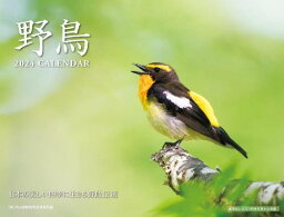 野鳥 カレンダー[本/雑誌] 2024 / 内山晟動物写真事務所