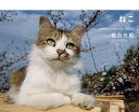 岩合光昭 ねこ ウィークリー カレンダー[本/雑誌] 2024 / 岩合光昭