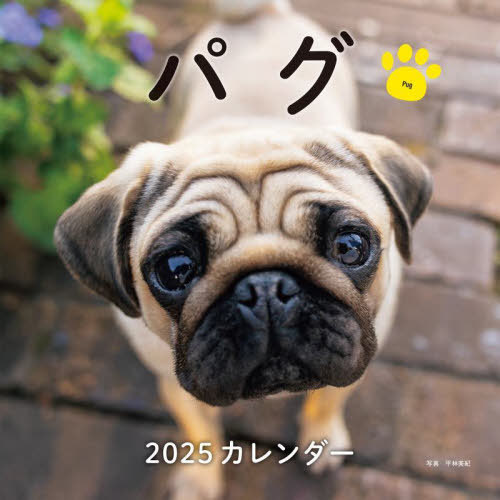 2025 カレンダー パグ[本/雑誌] / 平林美紀(3)