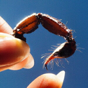 カワーズ[CD] / スクイッド