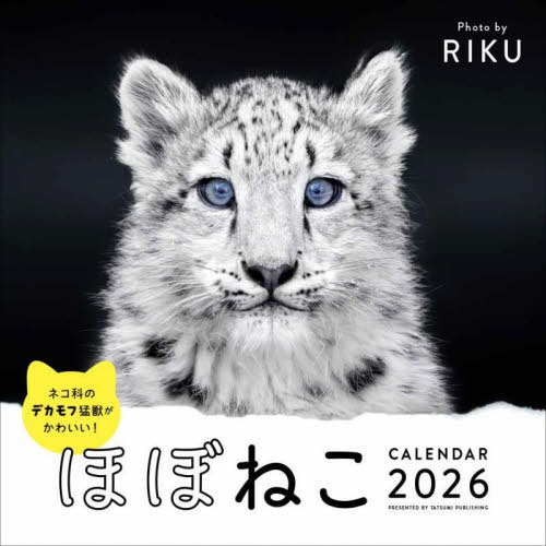 ほぼねこカレンダー[本/雑誌] 2026 壁掛け / RIKU