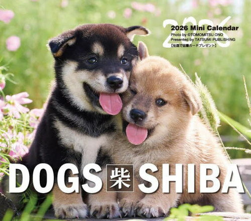 ミニカレンダー ドッグズ「柴」[本/雑誌] 2026 卓上 / 小野智光