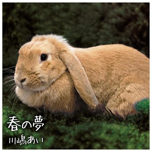 春の夢[CD] [通常盤] / 川嶋あい