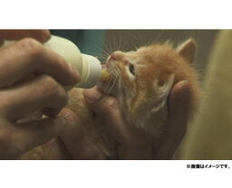 犬と猫と人間と[DVD] / 邦画