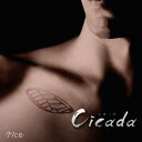 Cicada CD 通常盤 / rice