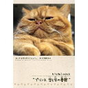 カフェねこonDVD プリンス 哲と学の憂鬱[DVD] / 趣味教養